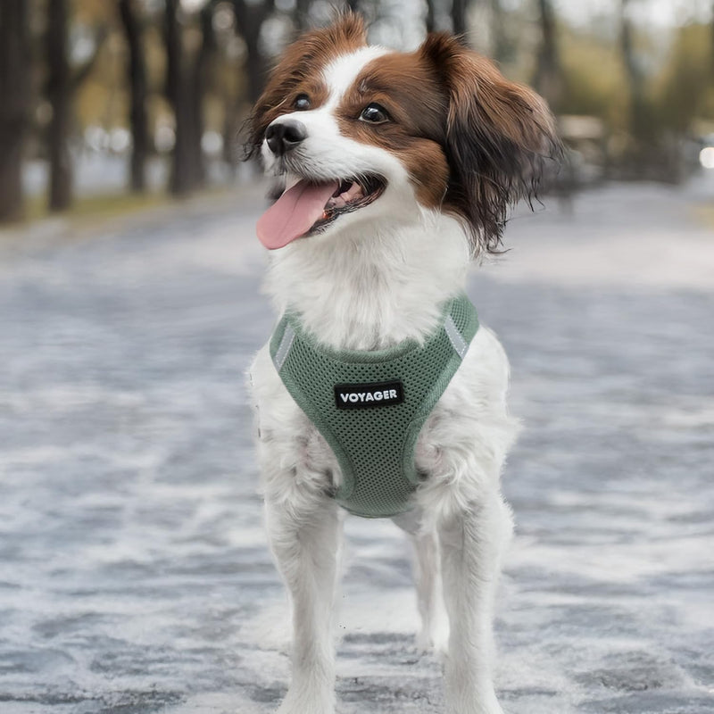 Best Pet Supplies Voyager Step-in Air Harness